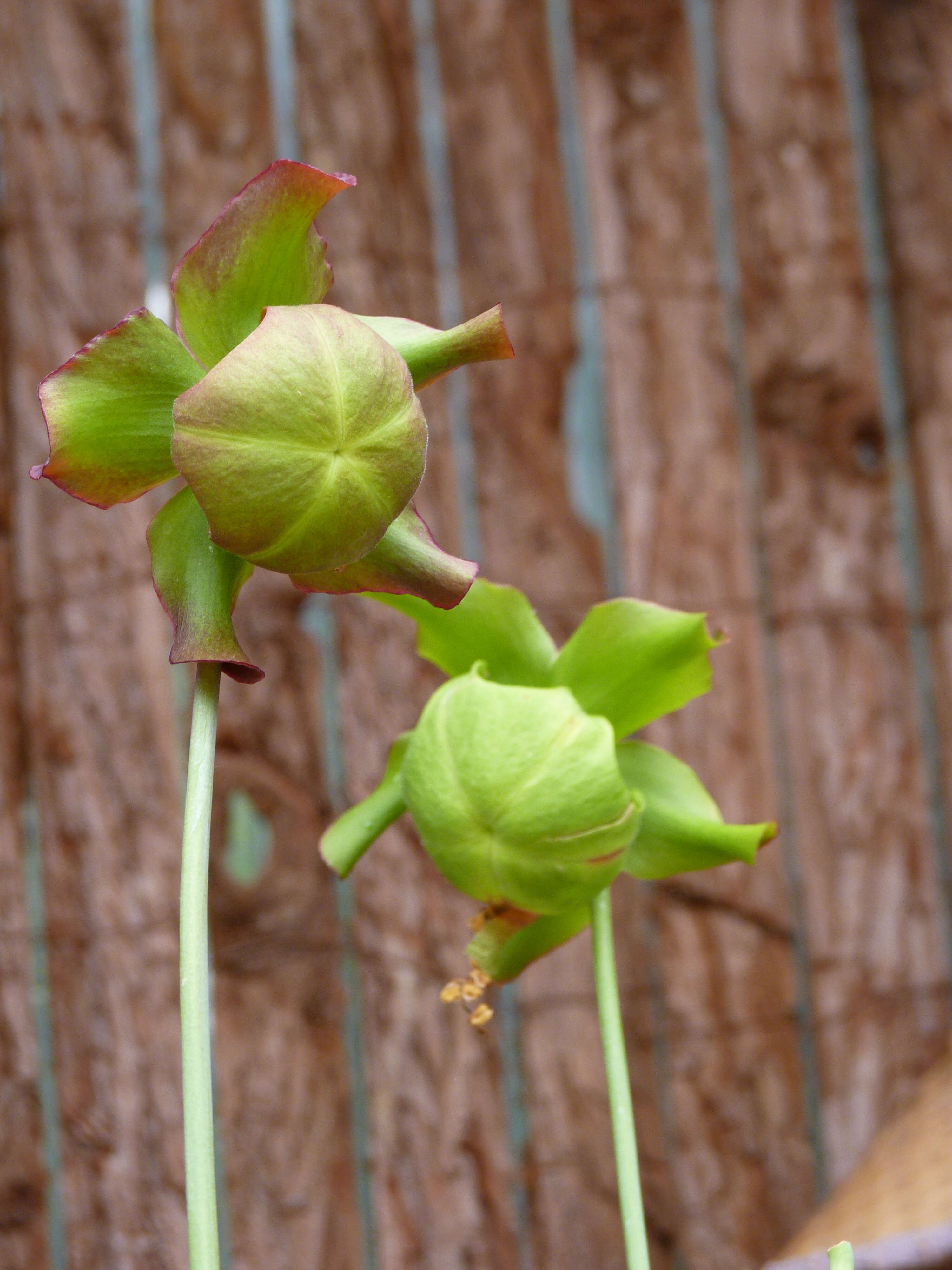 Image of crimson pitcherplant