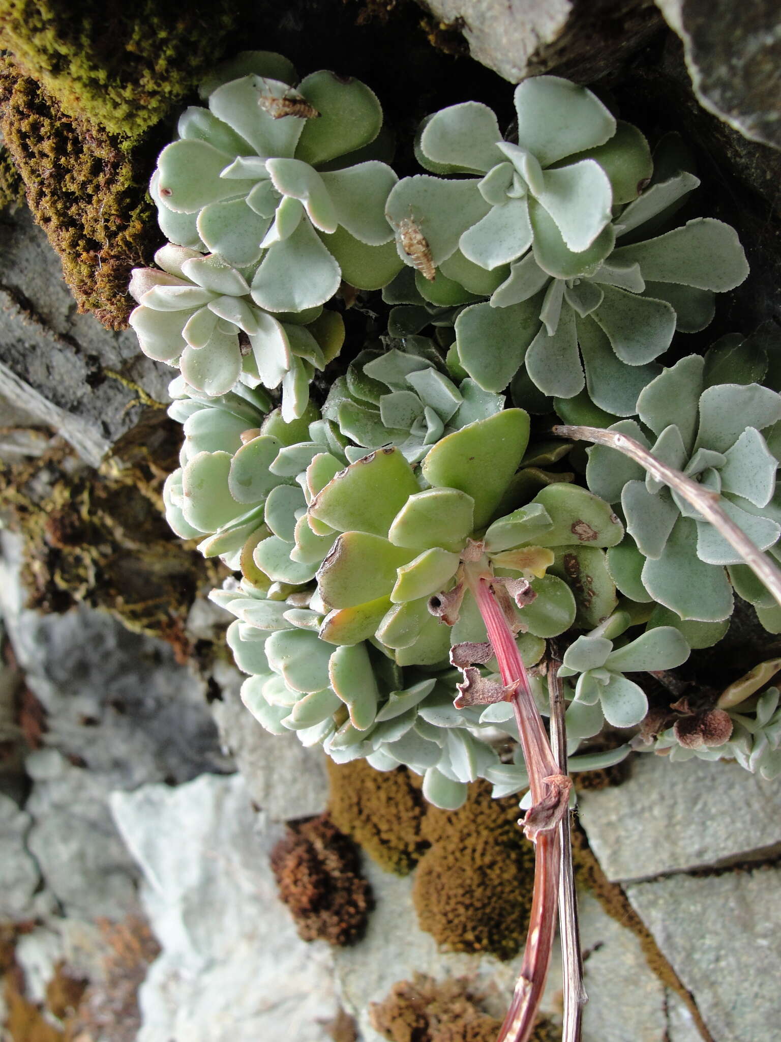 Imagem de Sedum moranii Clausen