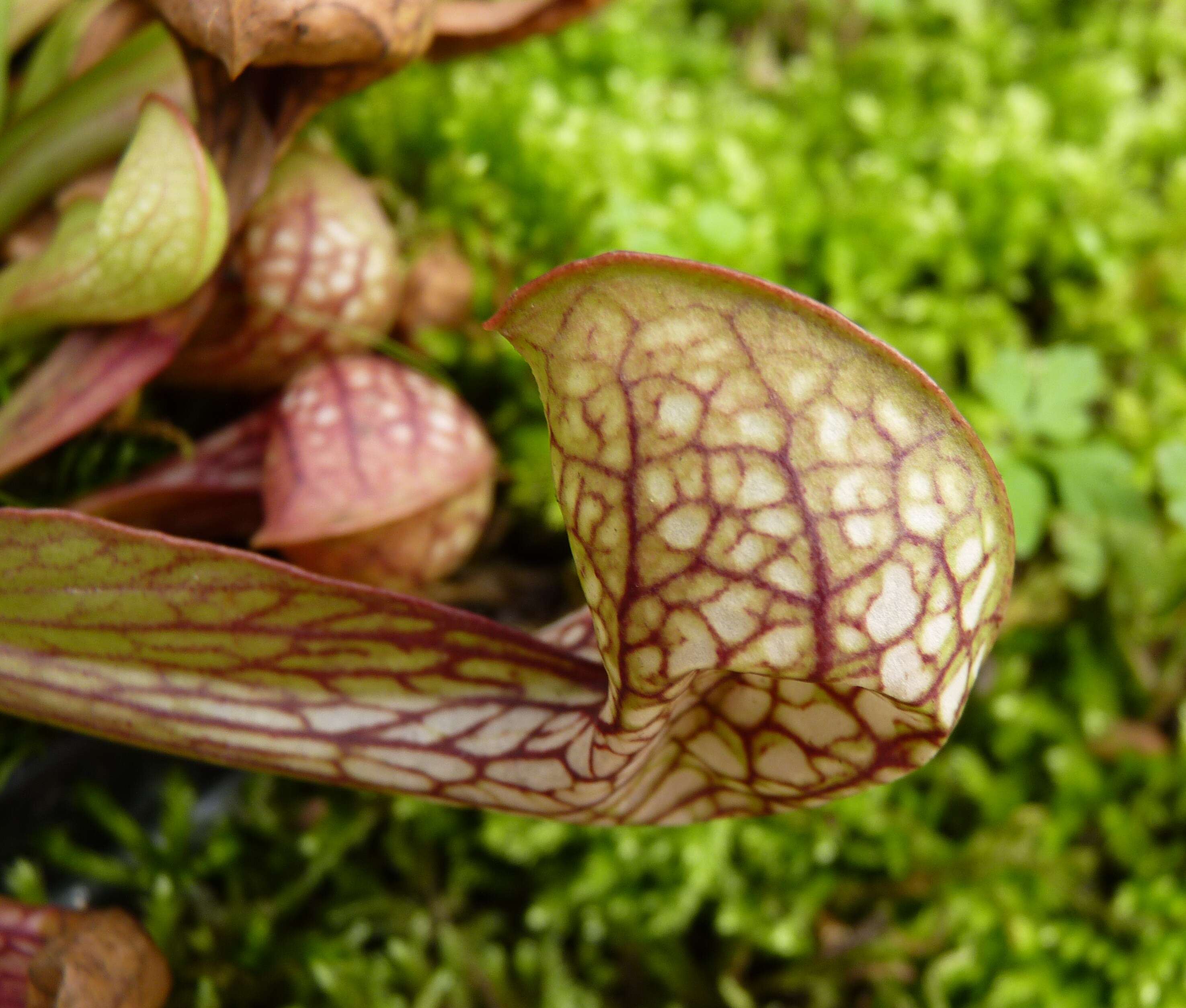 Image of parrot pitcherplant