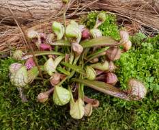 Image of parrot pitcherplant