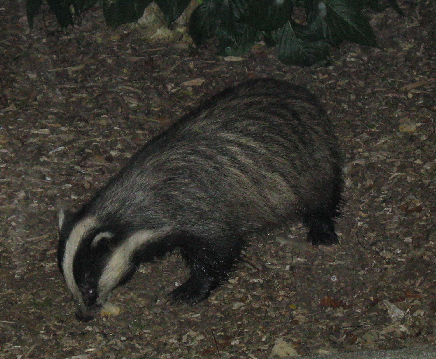 Image of badger