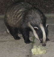 Image of badger