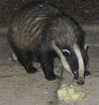 Image of badger