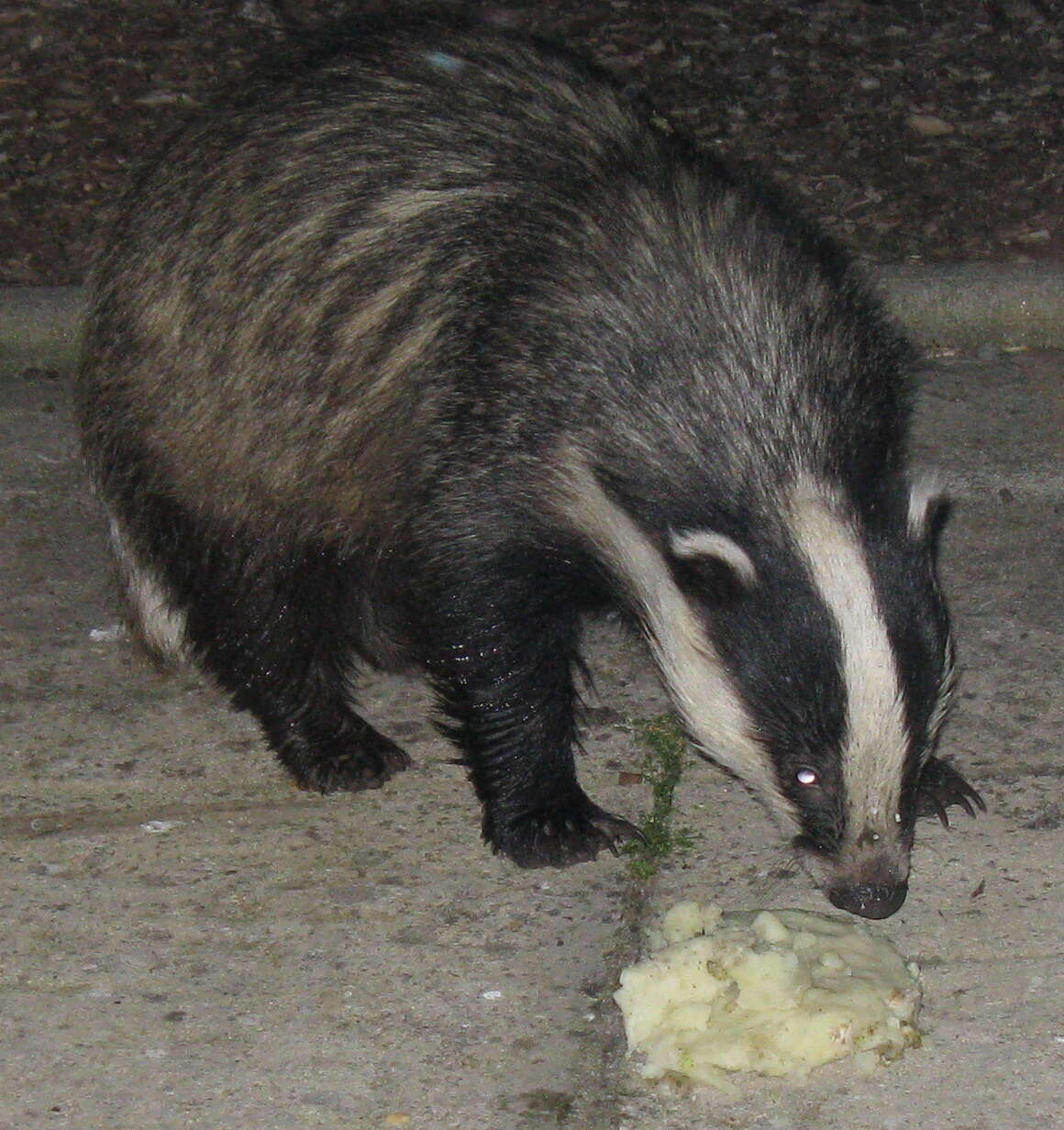 Image of badger