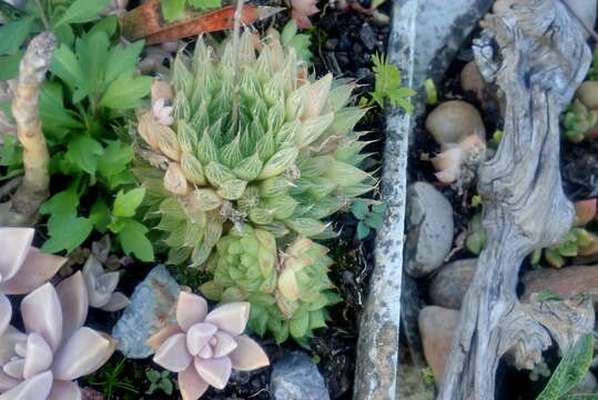 Haworthia bolusii var. pringlei (C. L. Scott) M. B. Bayer resmi