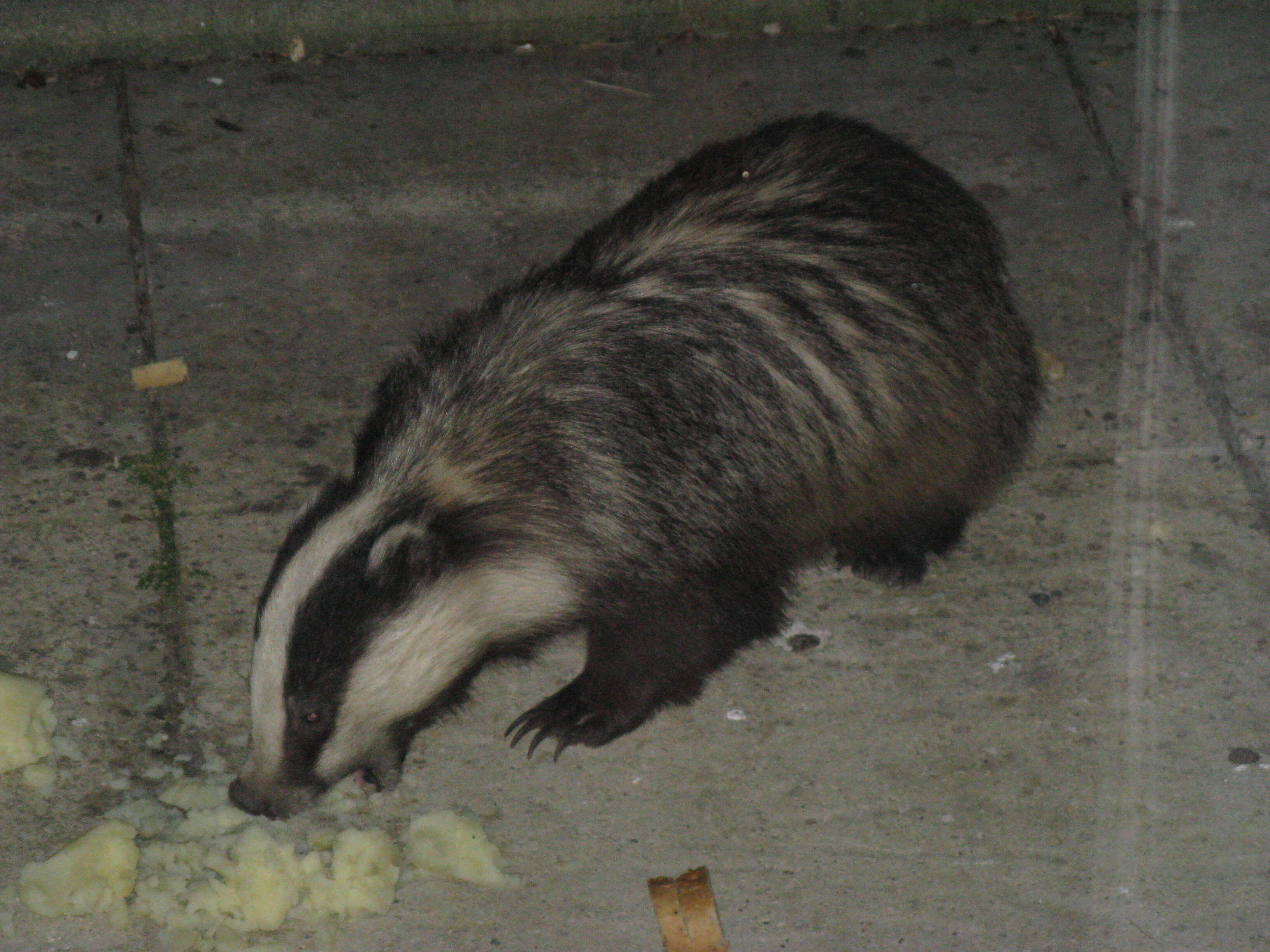 Image of badger