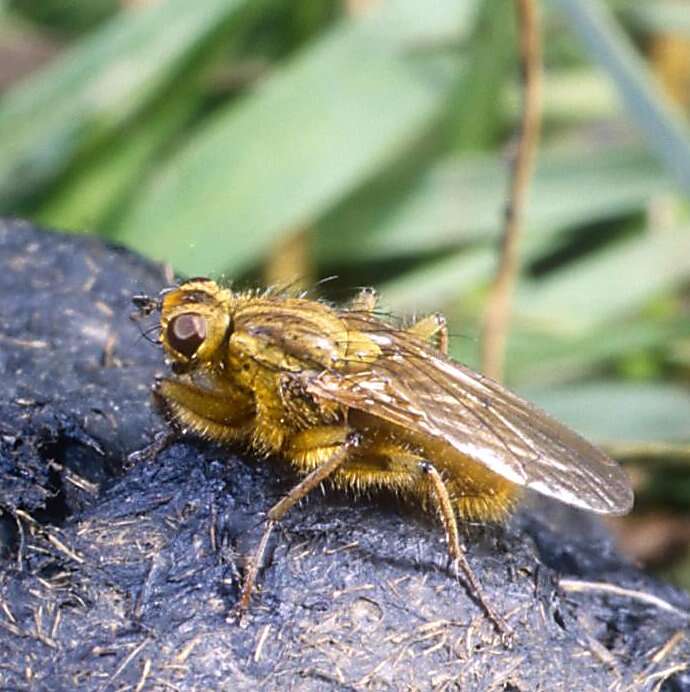 Image of Scathophaga stercoraria (Linnaeus 1758)