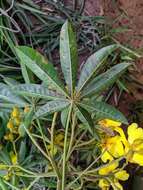 Imagem de Cochlospermum orinocense (Kunth) Steud.