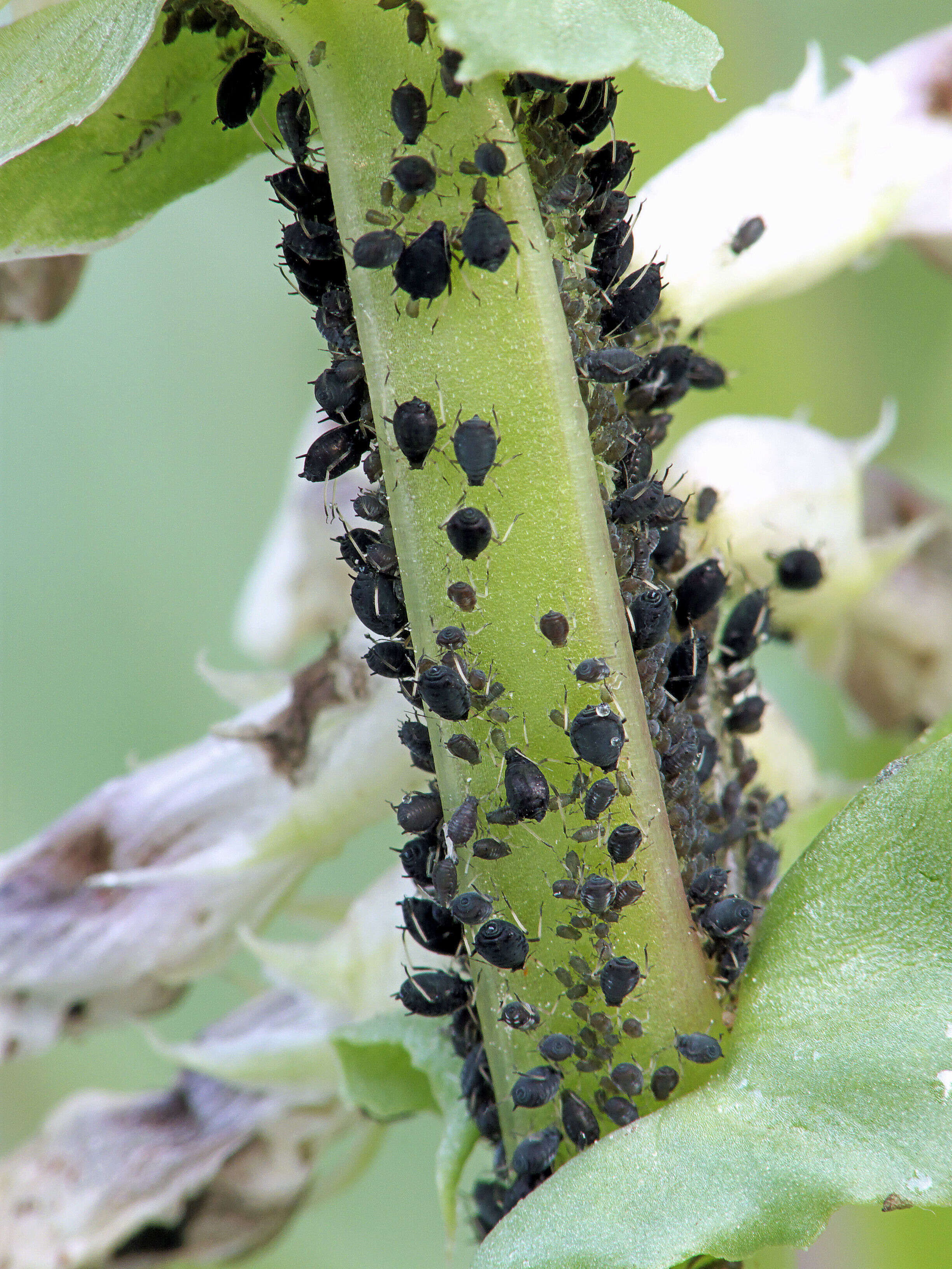 Image of Broad Bean