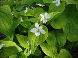 Imagem de Viola canadensis L.