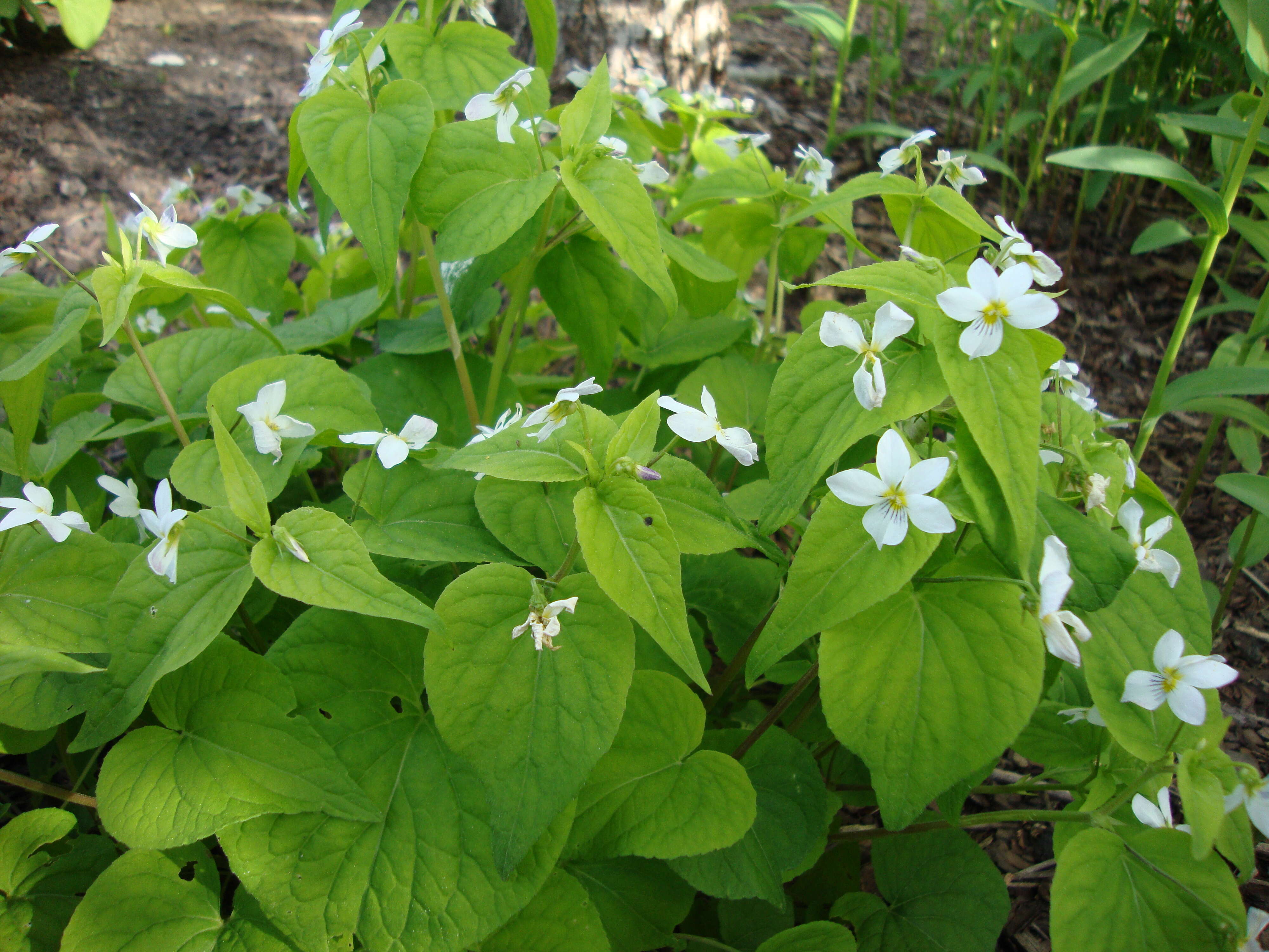 Imagem de Viola canadensis L.