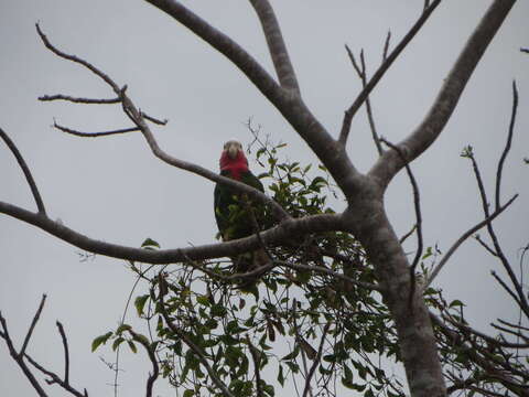 صورة Amazona leucocephala bahamensis (Bryant & H 1867)