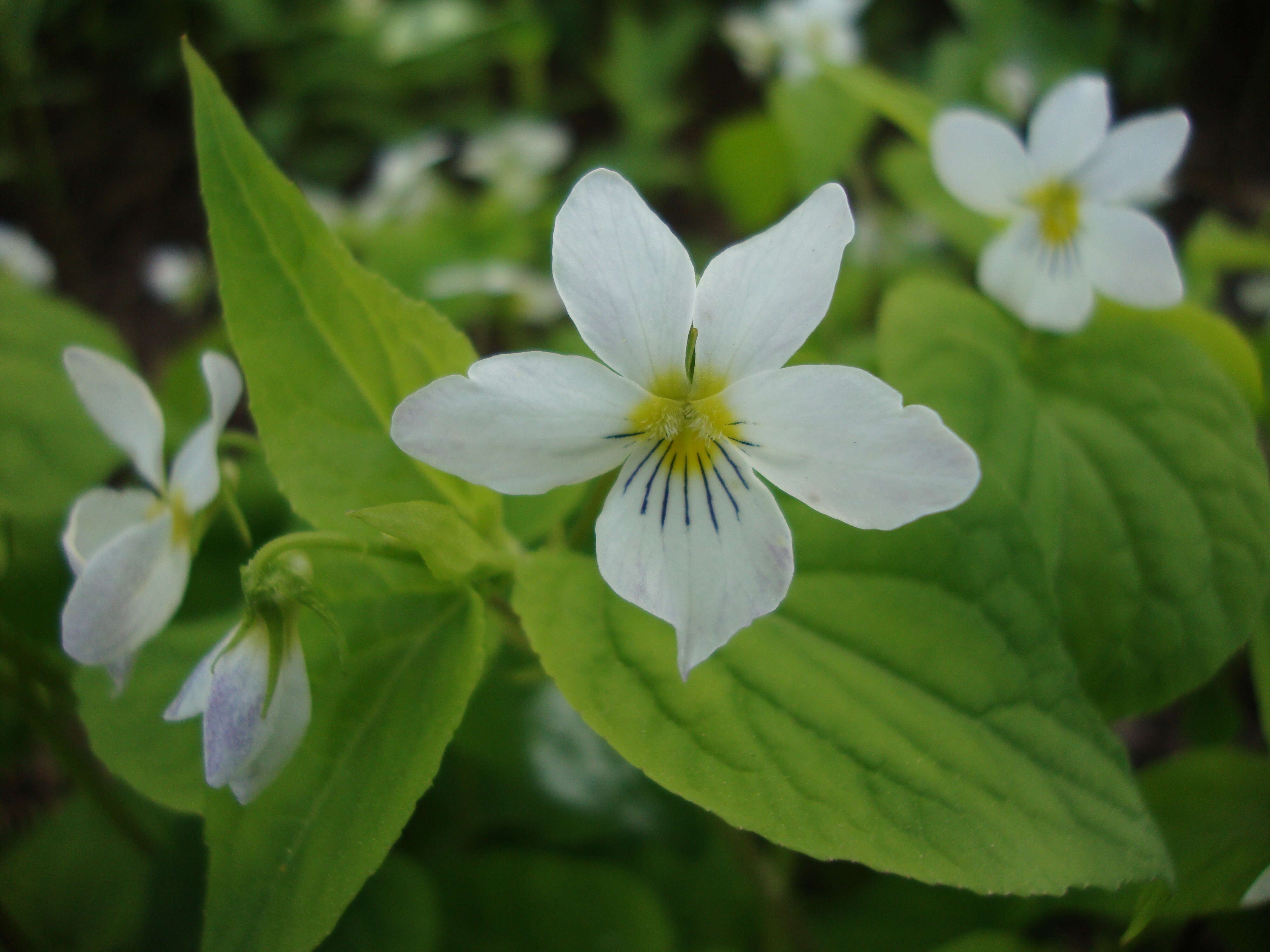 Imagem de Viola canadensis L.