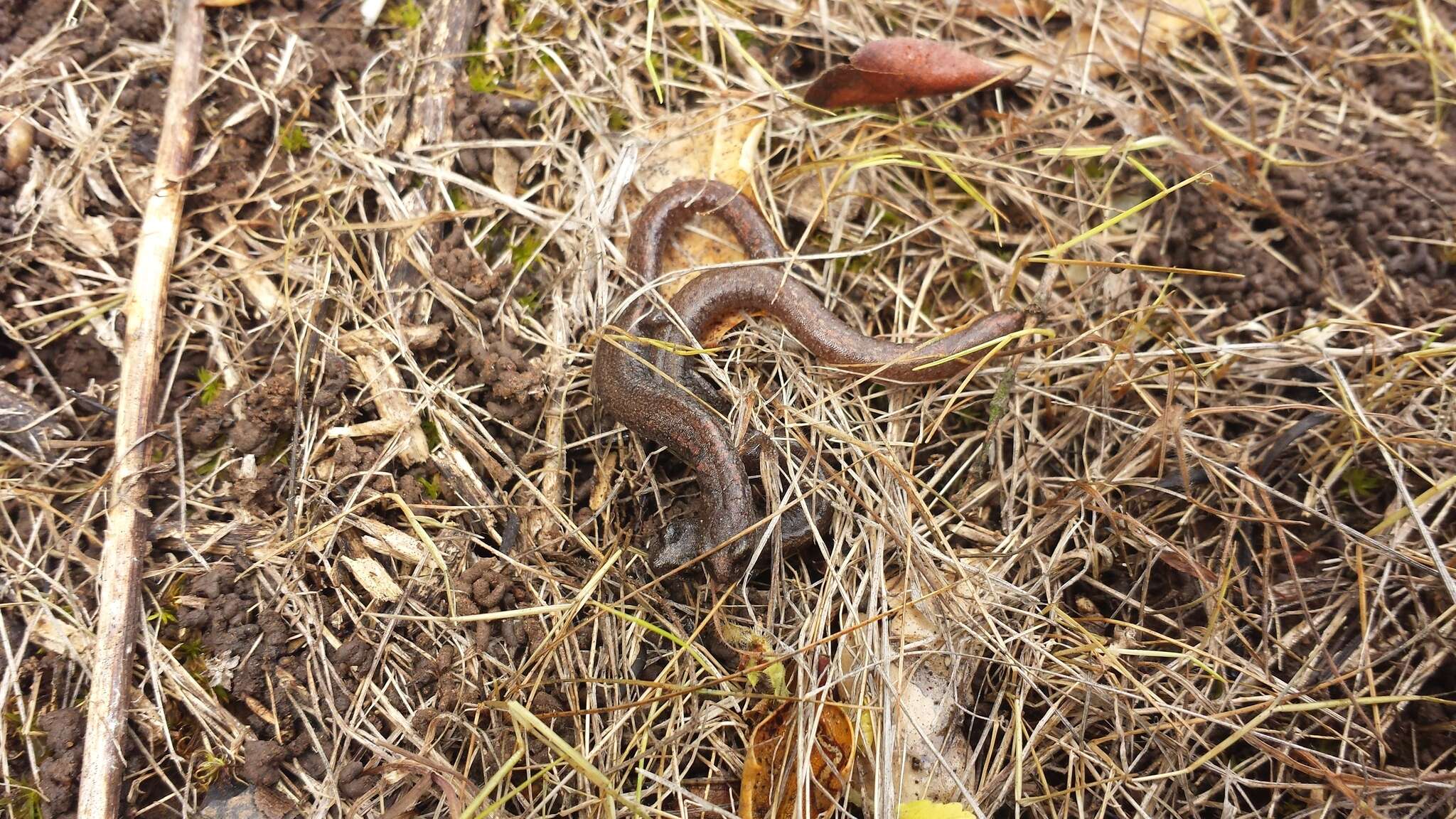 Image of Garden Slender Salamander