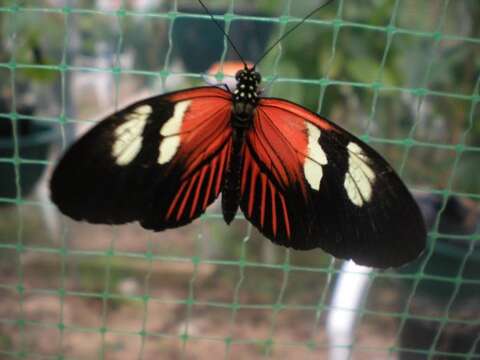 Image of Heliconius melpomene Linnaeus 1758