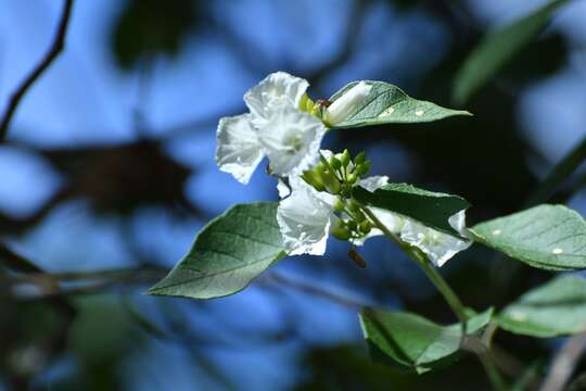 Imagem de Jacquemontia nodiflora (Desr.) G. Don