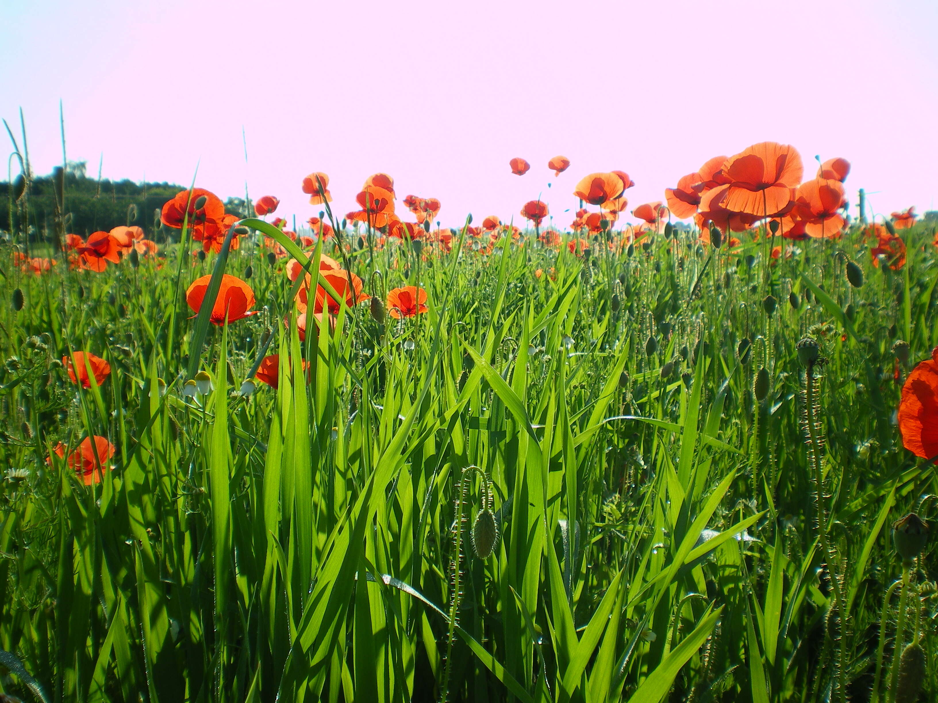 Image of einkorn wheat