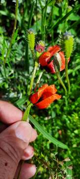 Image of Prickly Poppy