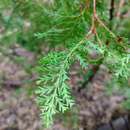 Image of Chilean cedar