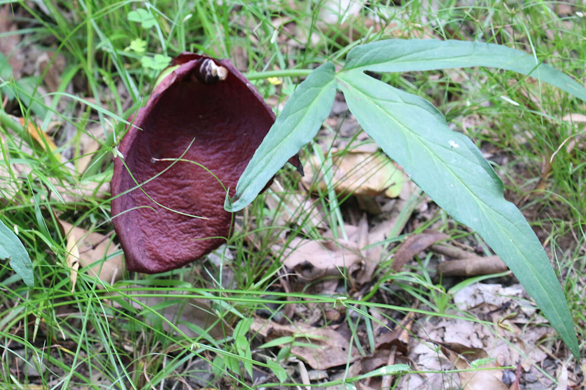 Typhonium brownii Schott的圖片