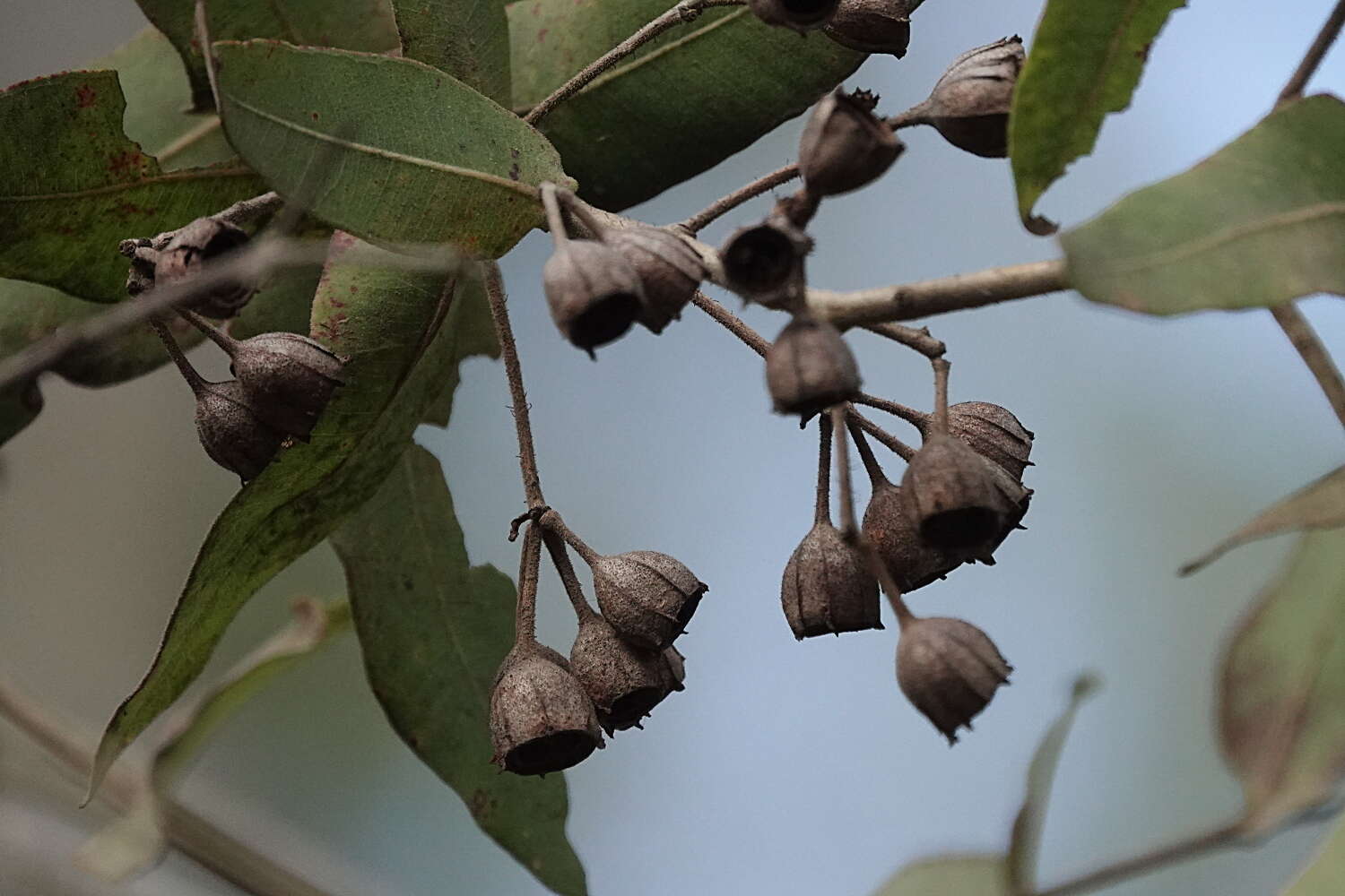 Image de Angophora subvelutina F. Müll.