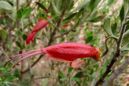 صورة Eremophila decipiens Ostenf.