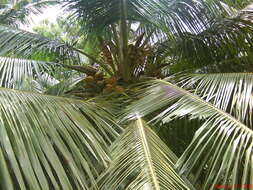 Image of coconut palm