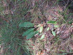 Image of shale barren buckwheat