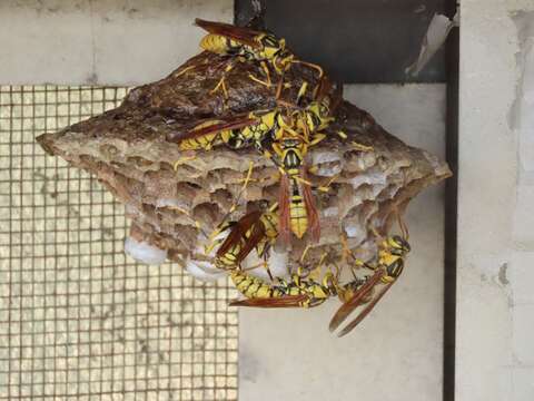 Image of Polistes rothneyi Cameron 1900