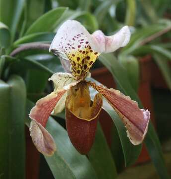 Image of Gratix's Paphiopedilum