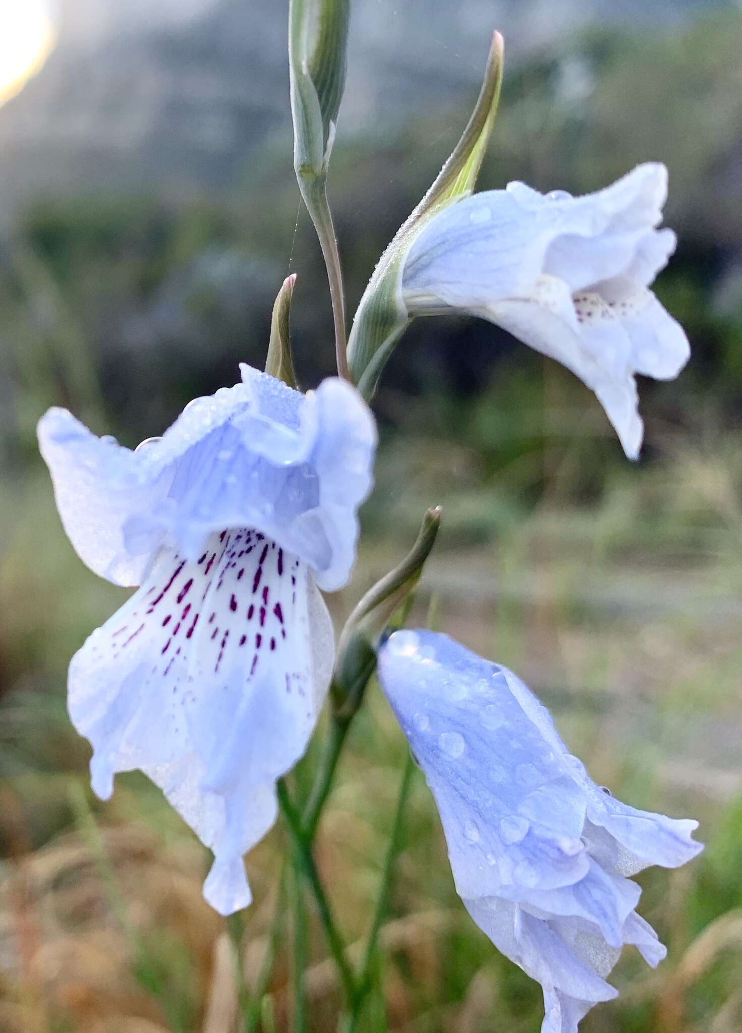 Imagem de Gladiolus gracilis Jacq.