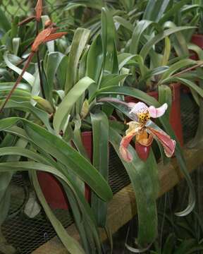 Image of Gratix's Paphiopedilum