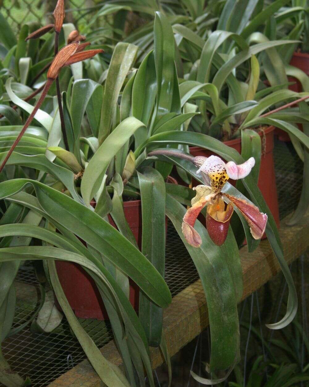 Image de Paphiopedilum gratrixianum Rolfe