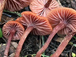 Image of Laccaria laccata (Scop.) Cooke 1884