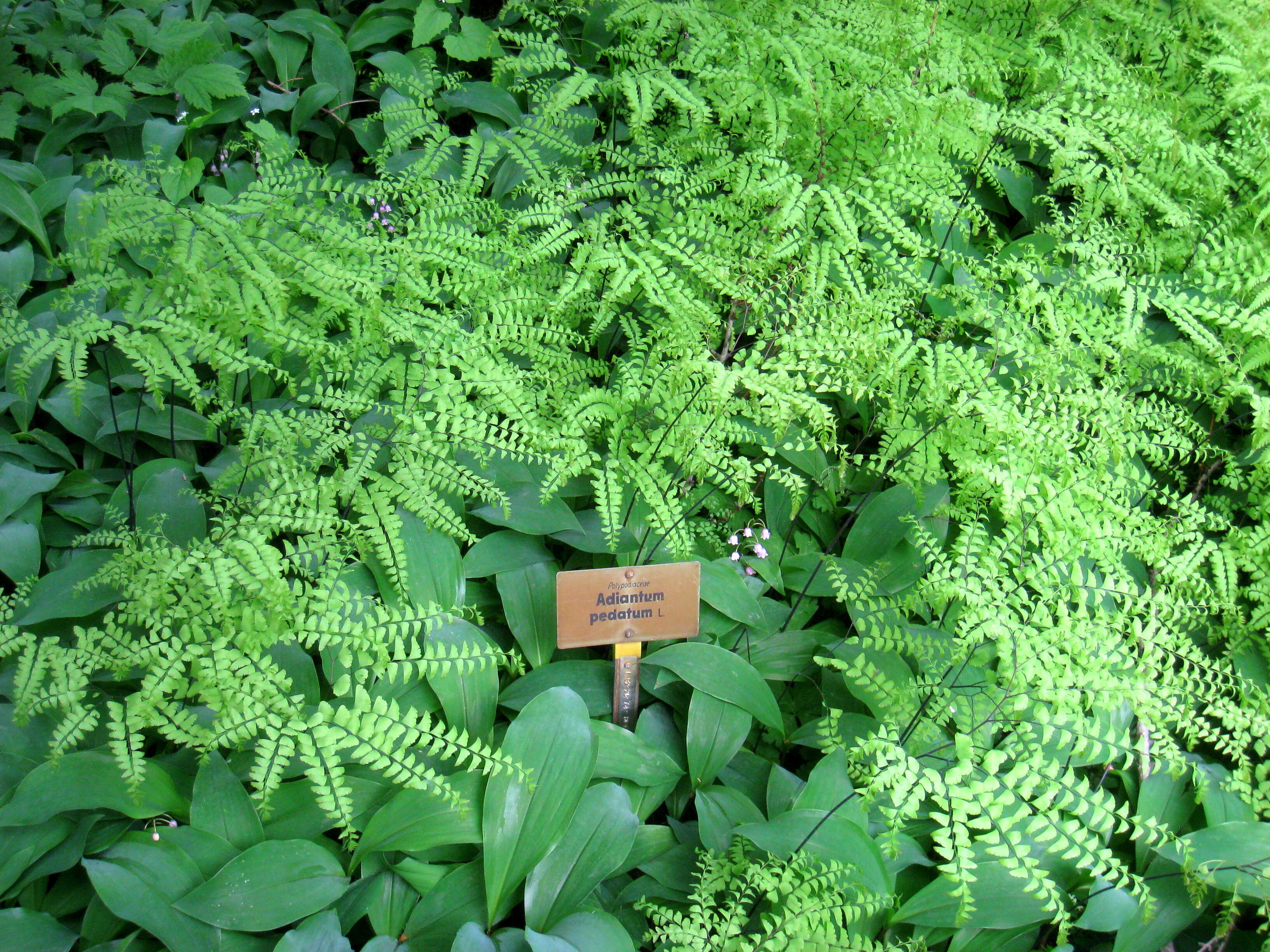 Image of Northern maidenhair fern