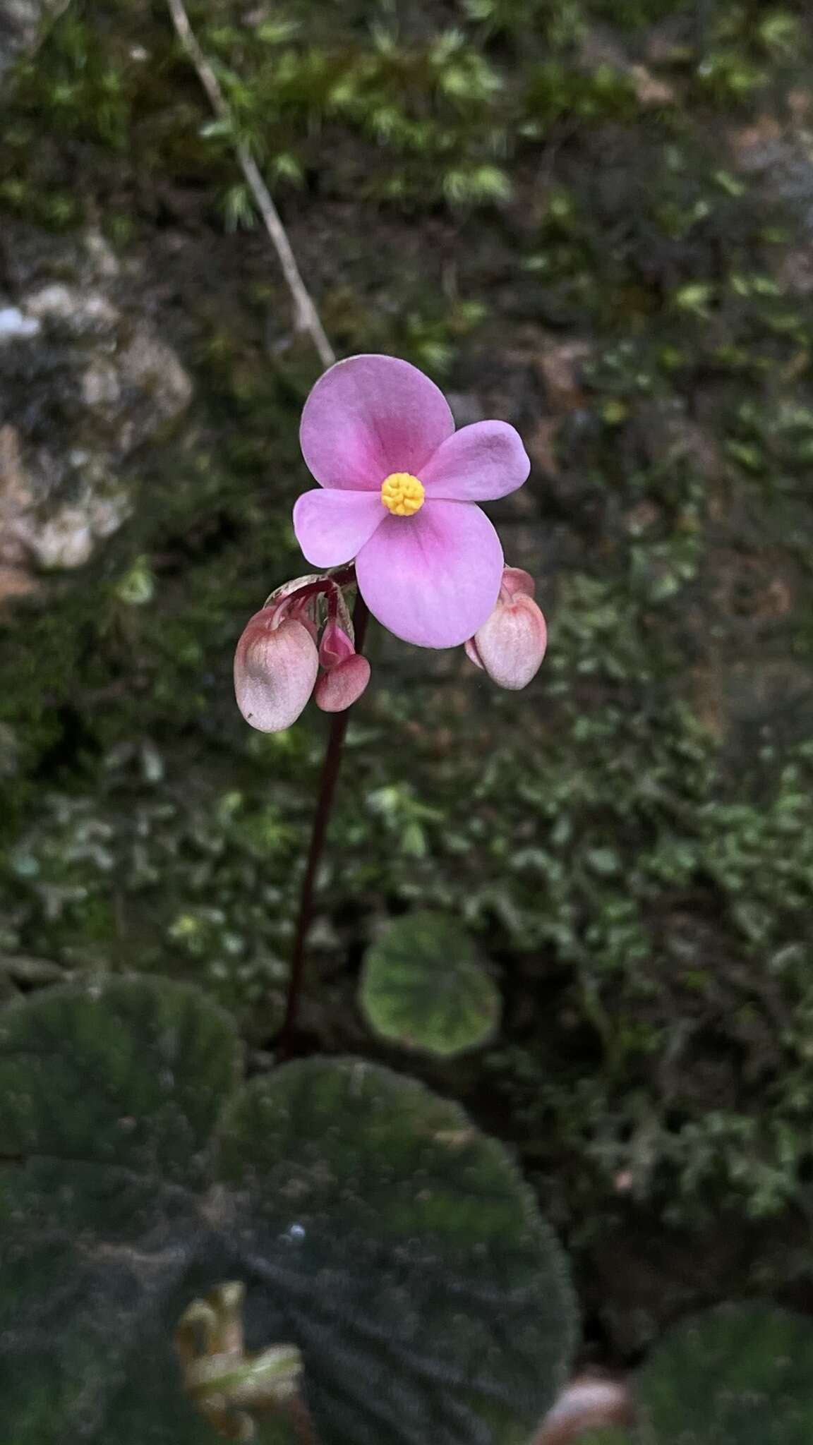 Image of Begonia fimbristipula Hance