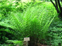 Image of Lady-fern