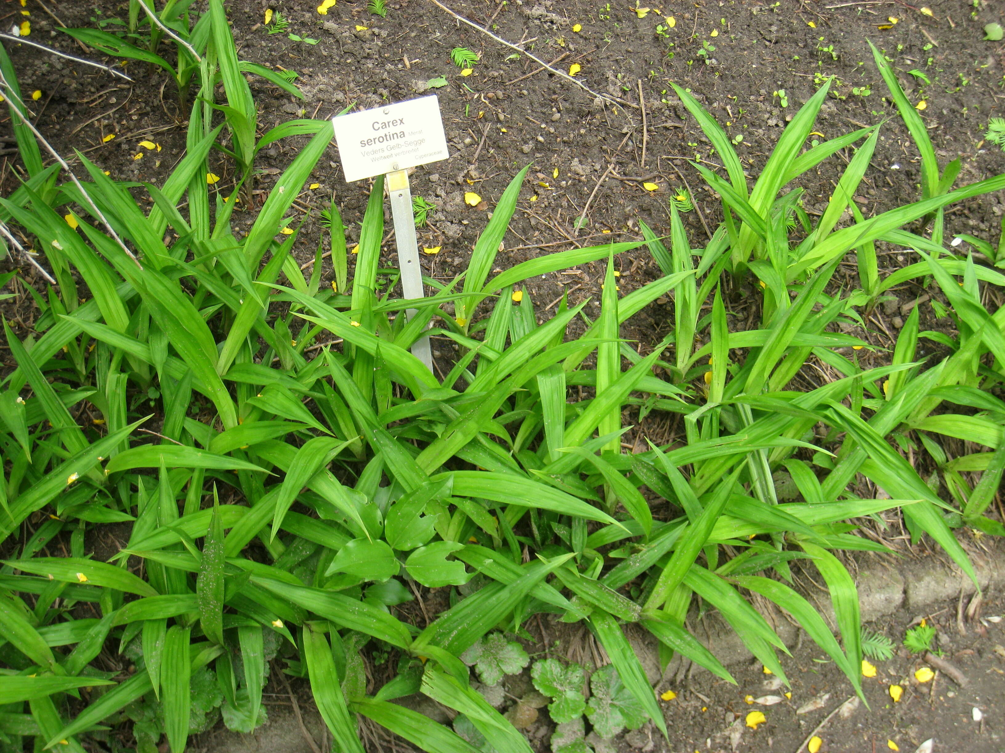 Image of Carex viridula