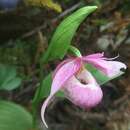 Plancia ëd Cypripedium taiwanalpinum