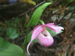 Image de Cypripedium taiwanalpinum