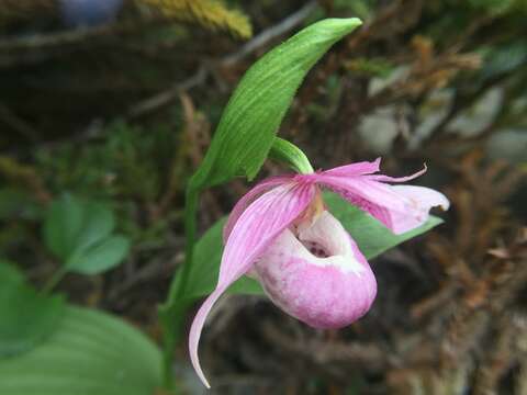 Image of Cypripedium taiwanalpinum