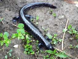 Image of Smallmouth Salamander