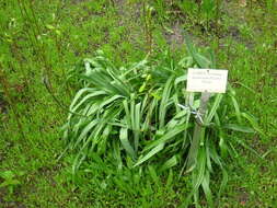 Image of Curly-cup gumweed