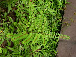 Image de Phyllanthus caroliniensis subsp. caroliniensis