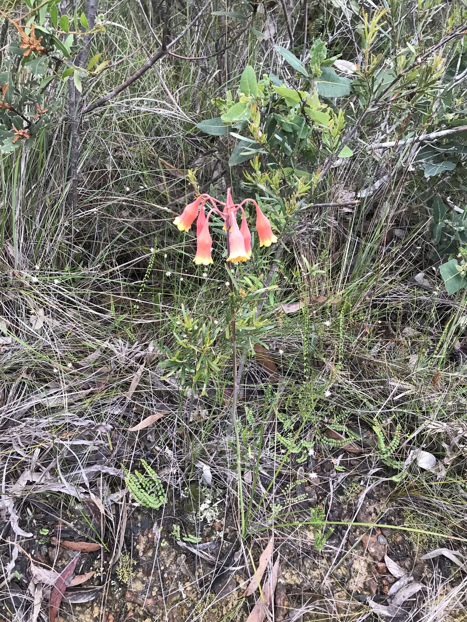 Слика од Blandfordia nobilis Sm.