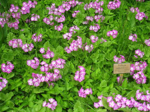 Image of Primula sieboldii E. Morren