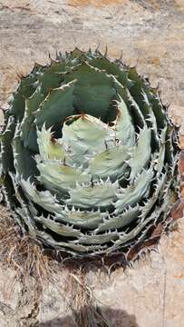 Image of Agave guadalajarana Trel.