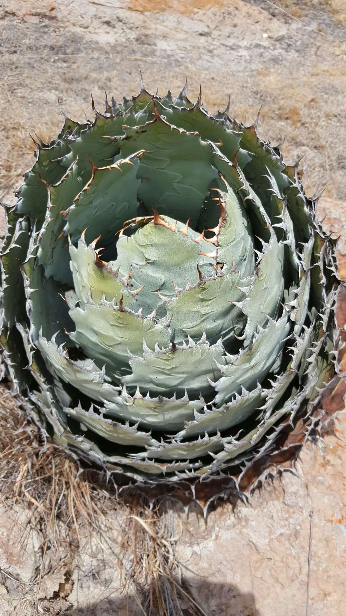 Слика од Agave guadalajarana Trel.