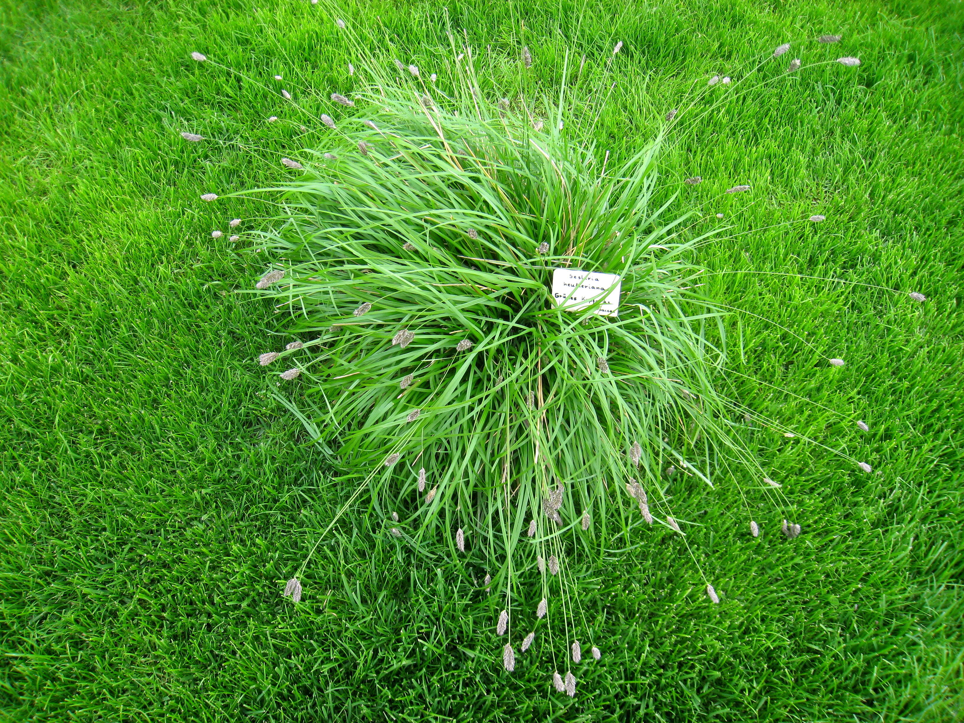 Image of Blue-green moor grass