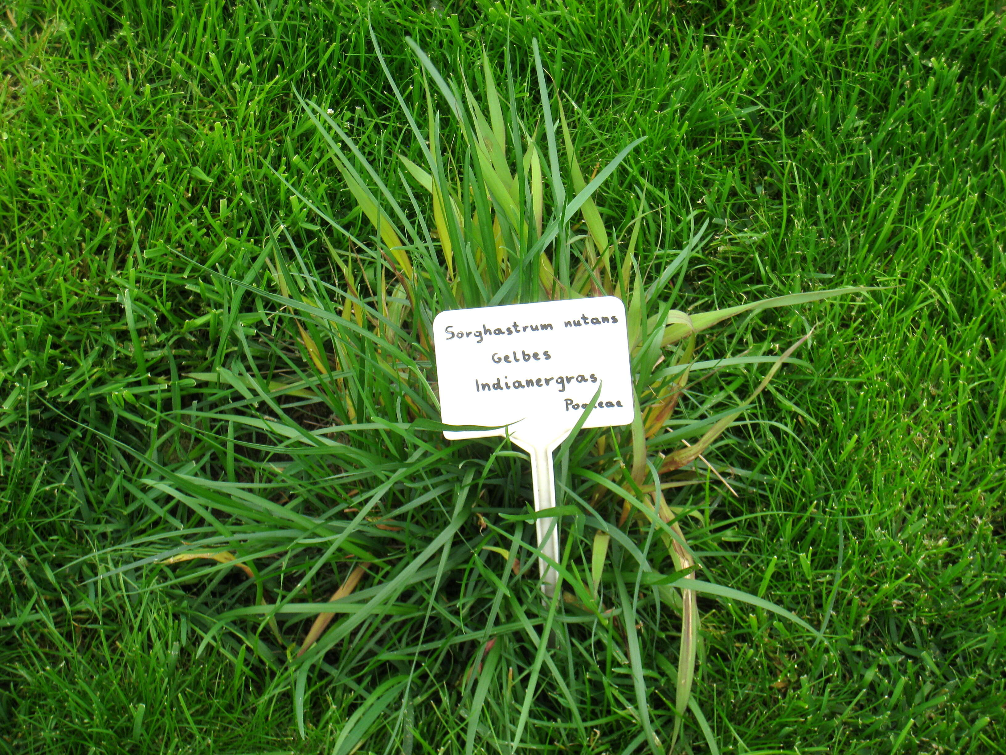 Image of Indiangrass